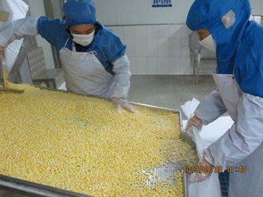 山東陽光農業 新季速凍甜玉米粒，出口品質與生物農藥技術雙擎驅動